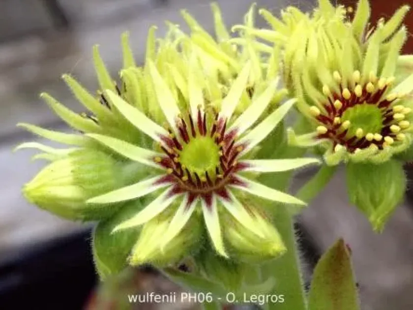Wulfen's houseleek