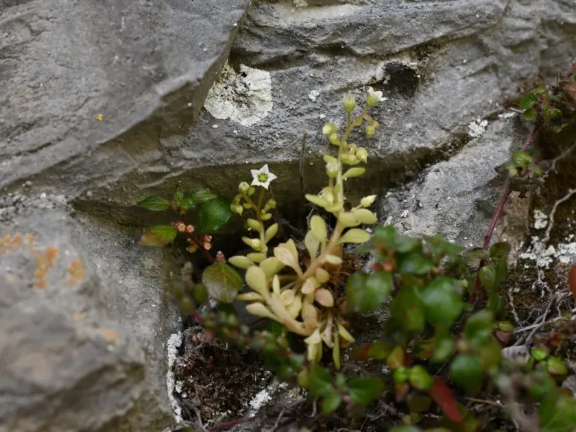 Sedum fragrans