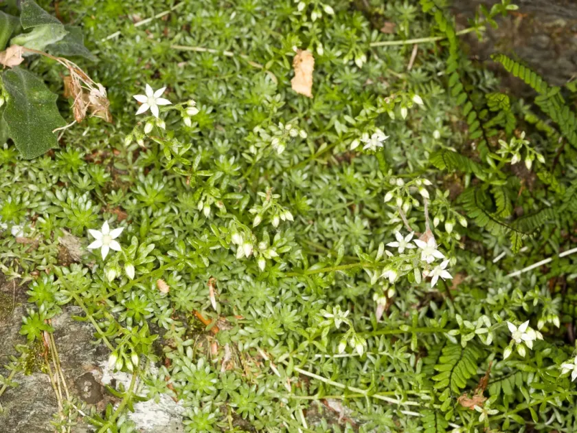 Montreal stonecrop