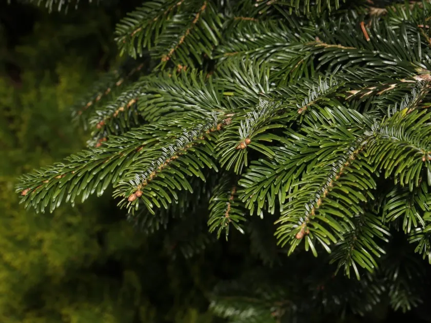 Nordmann fir