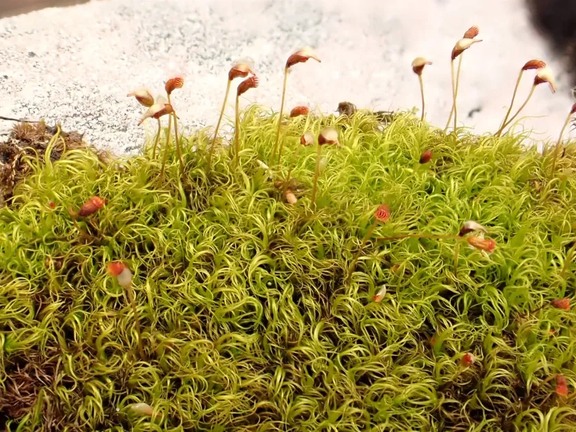 Kiaeria falcata