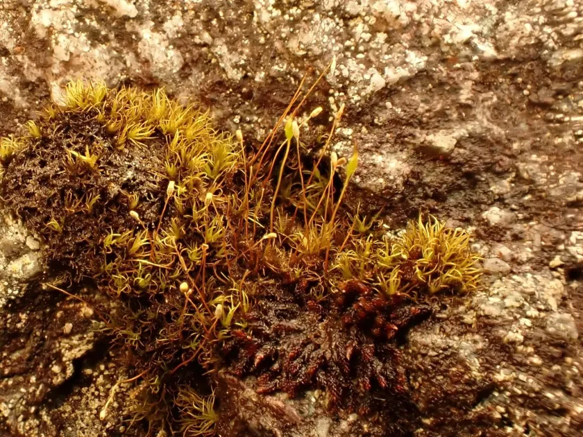 Kiaeria blyttii