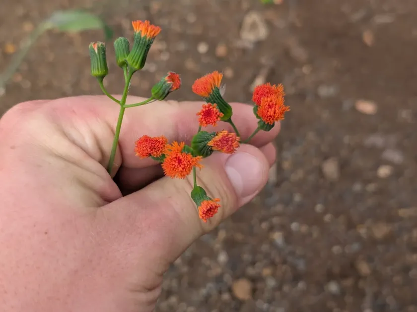 Emilia coccinea