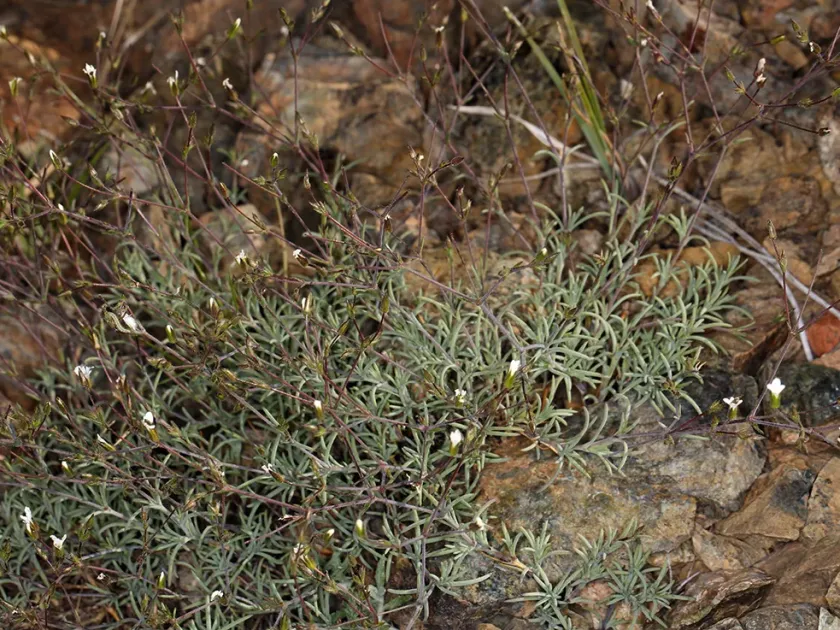 Ross's sandwort