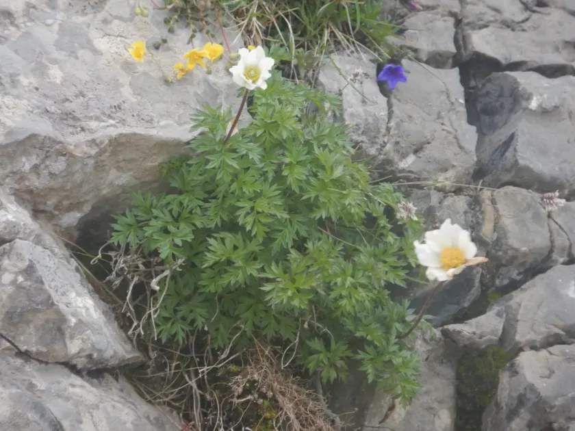 Peacock Anemone