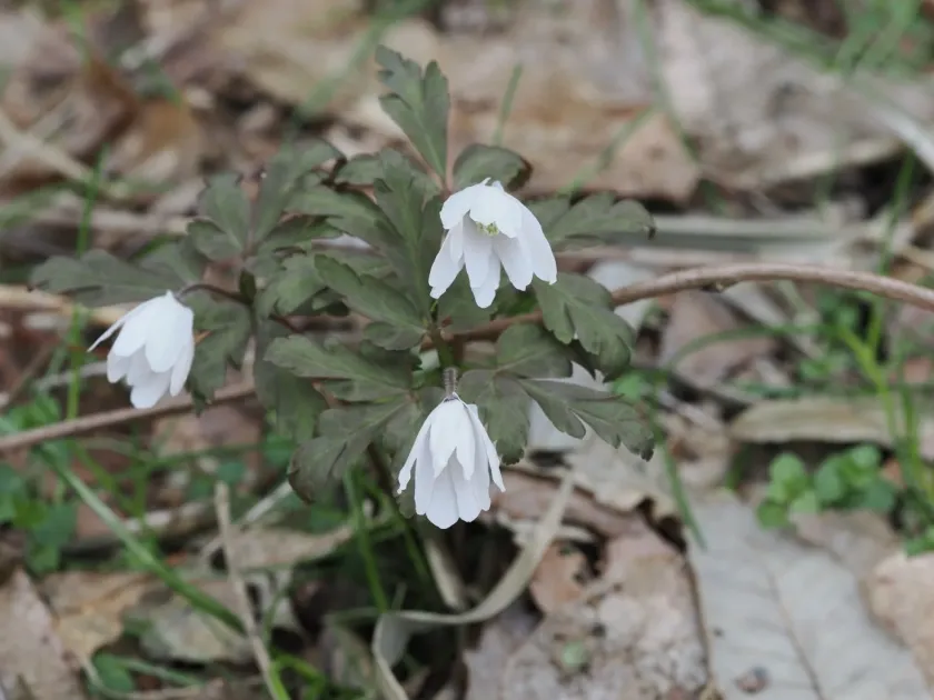 Pseudo-altaic anemone