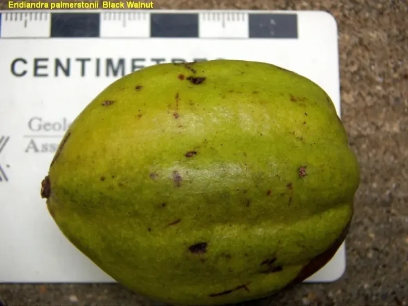 Queensland Walnut