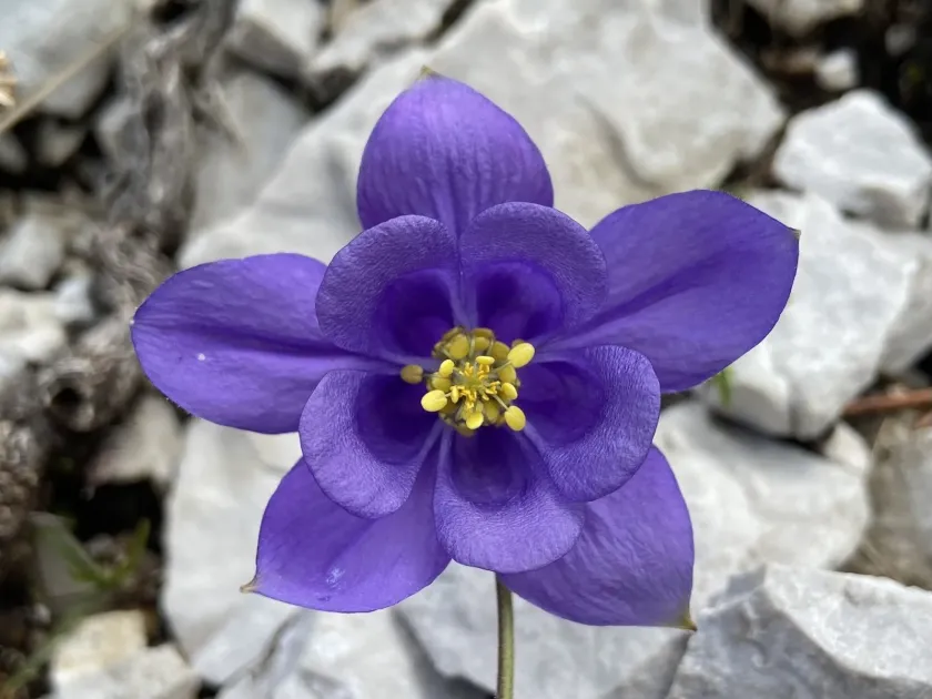 Aquilegia einseleana