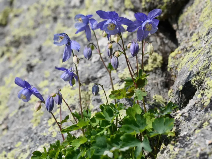 Bernard's columbine