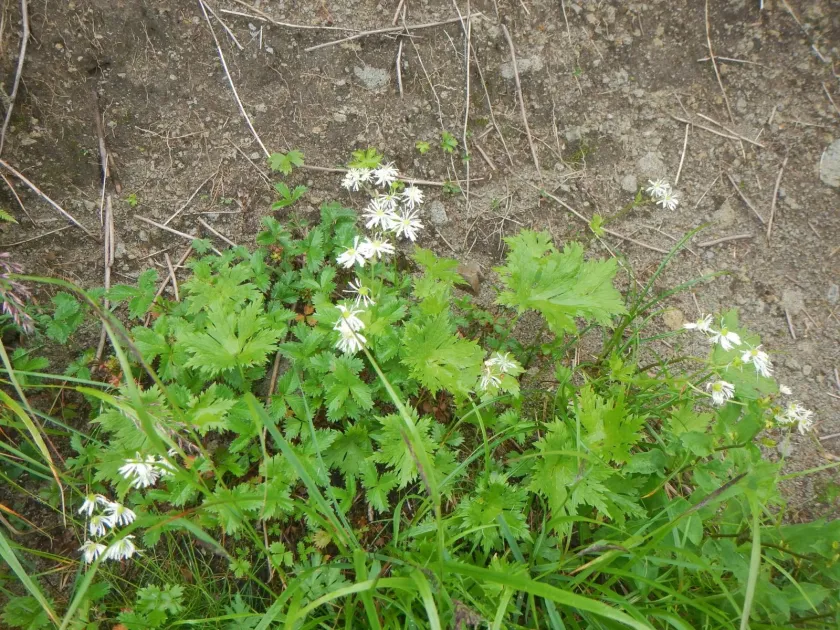 Trautvetteria japonica