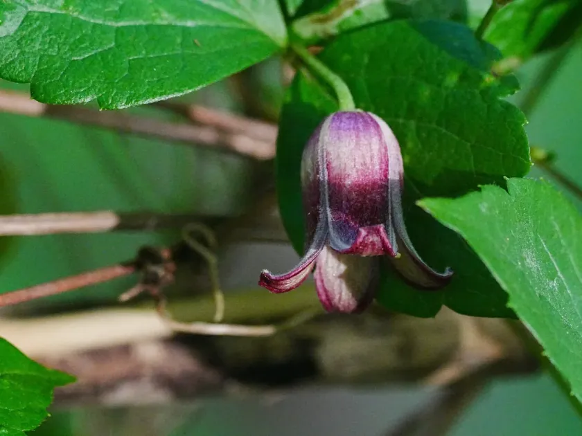 Japanese clematis