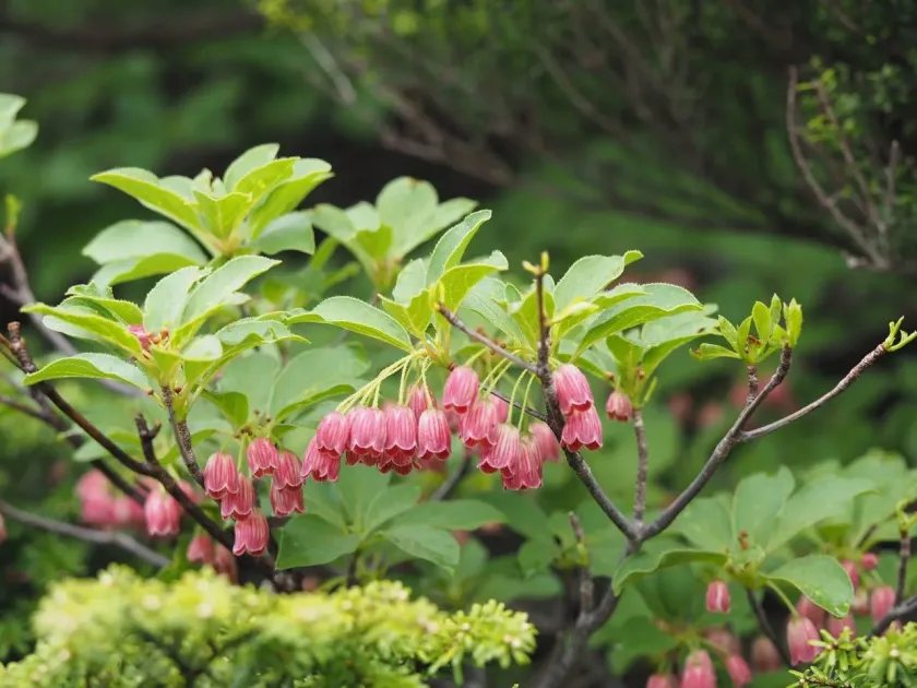 Enkianthus campanulatus