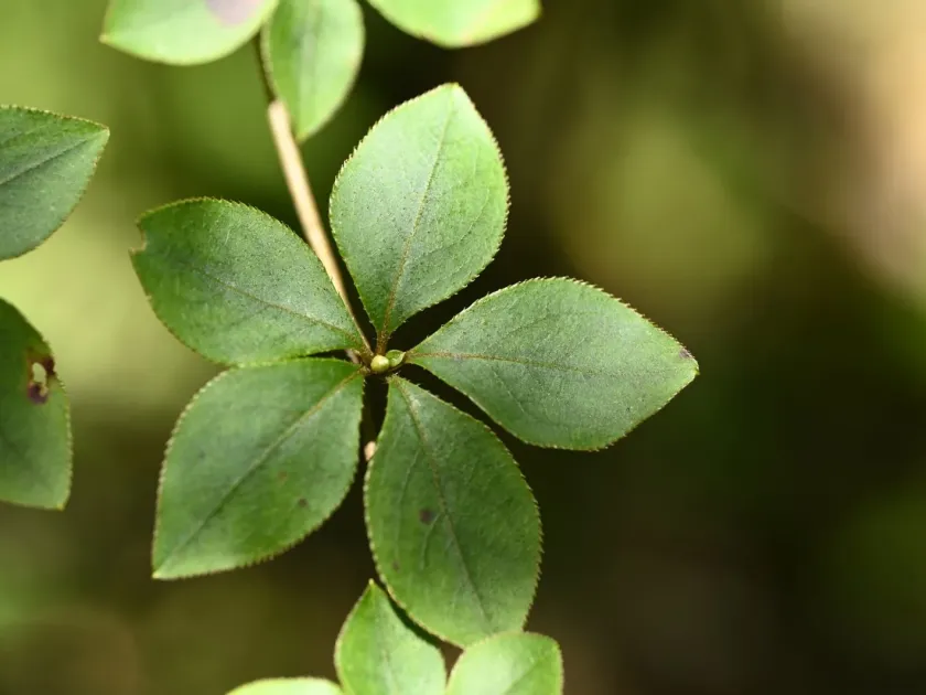Enkianthus perulatus