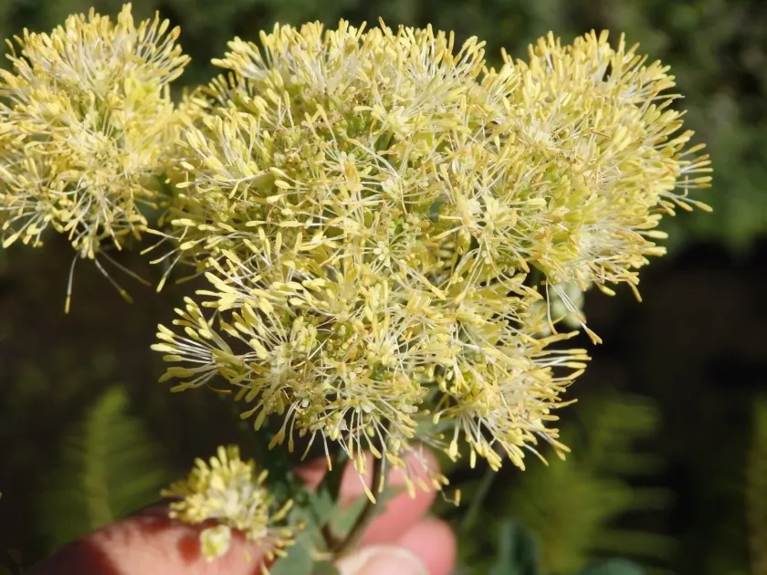 Greater meadow-rue