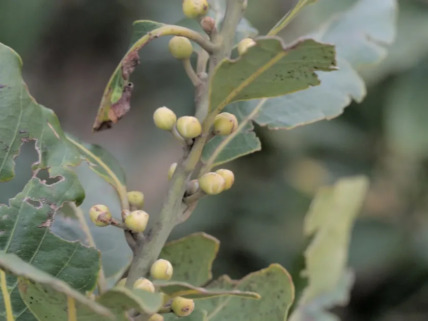 Canary laurel