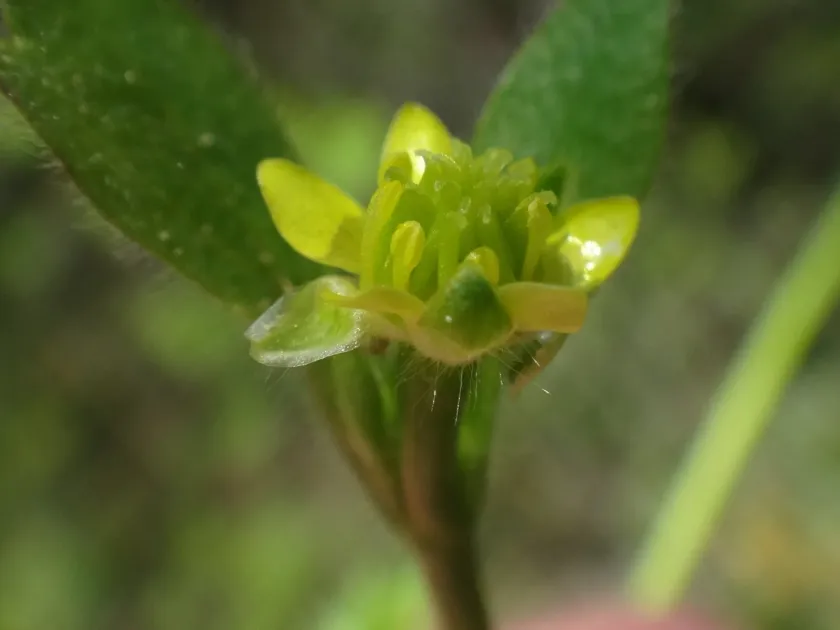 Chios buttercup