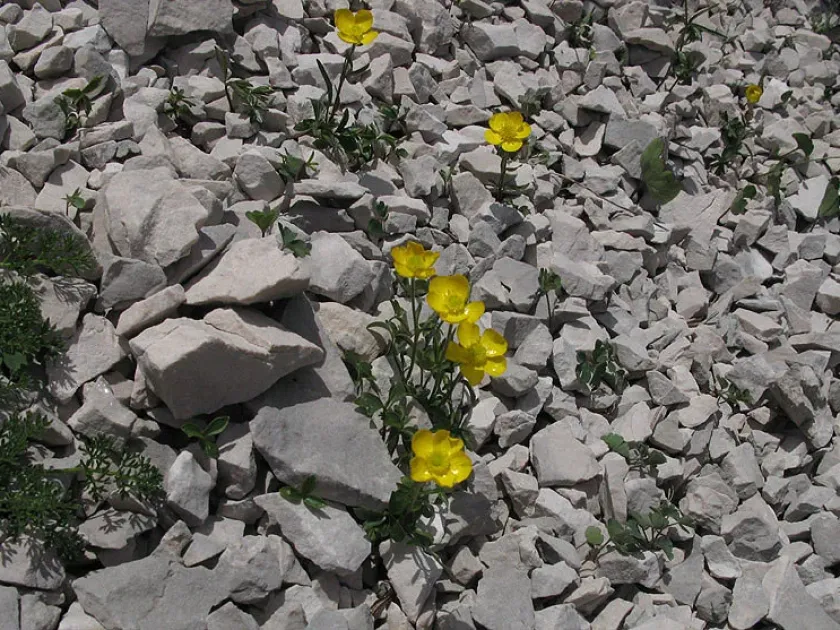Venetian buttercup