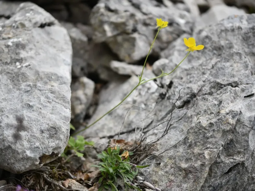 Montpellier buttercup