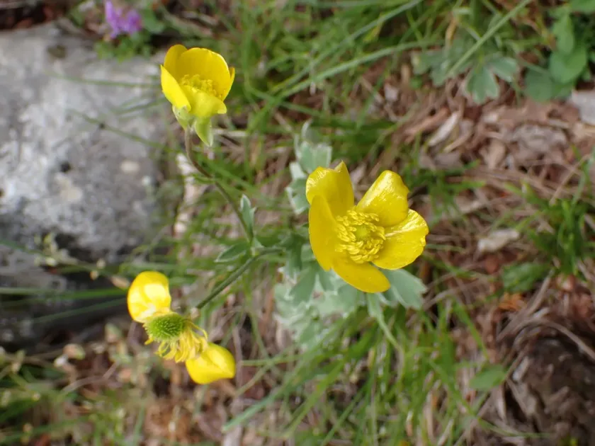 Ranunculus psilostachys
