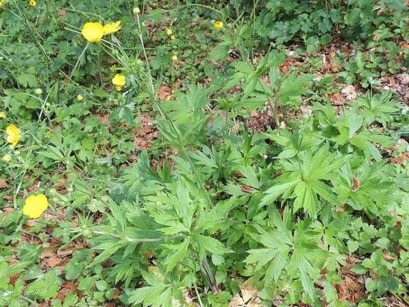 Ranunculus brutius
