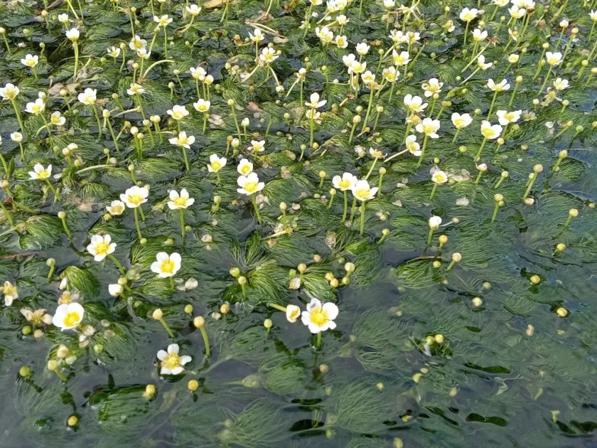 Nippon buttercup