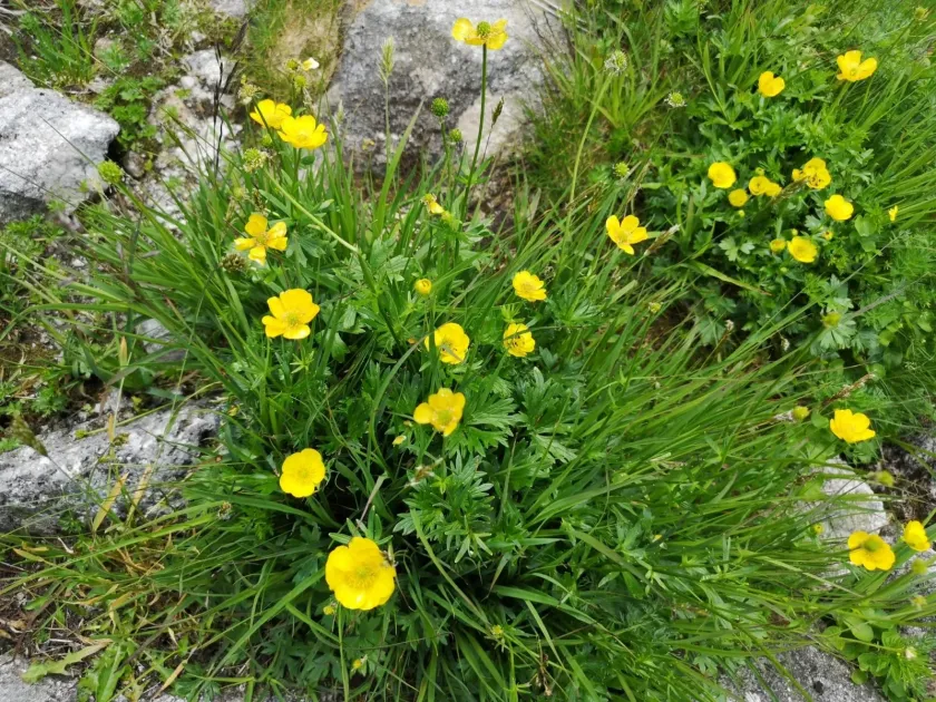 False mountain buttercup