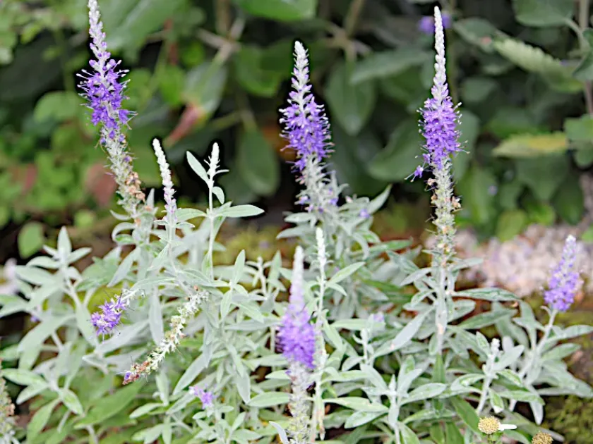 Veronica ornata
