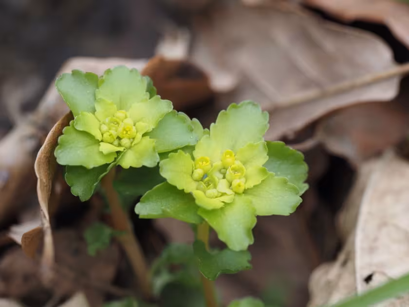Gray's golden-saxifrage
