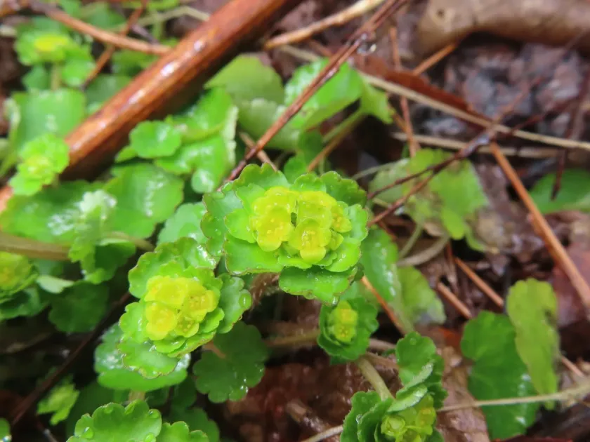Japanese golden saxifrage