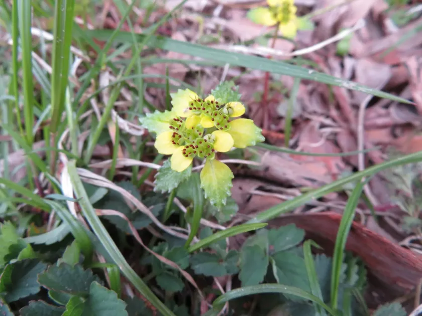 Golden Saxifrage