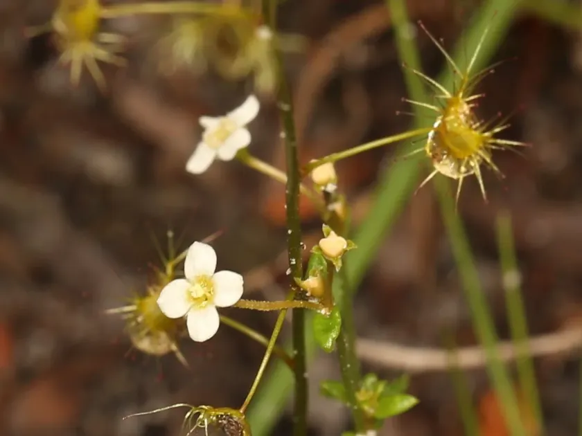 Drosera peltata