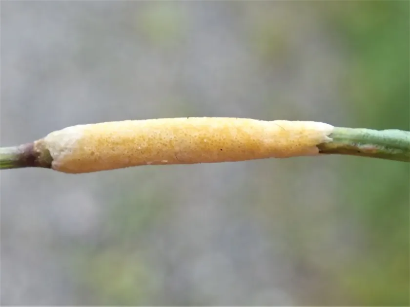 Epichloe festucae