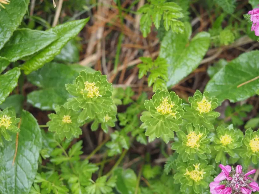 Rhodiola ishidae