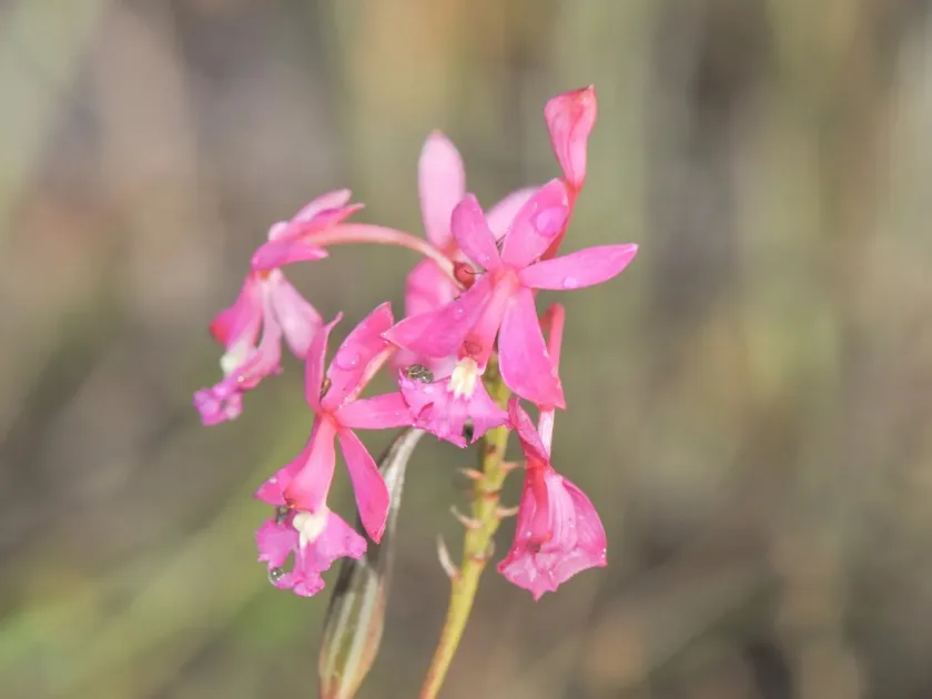 Epidendrum ibaguense