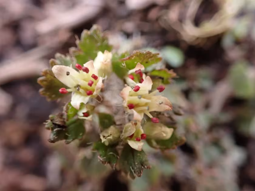 Golden saxifrage