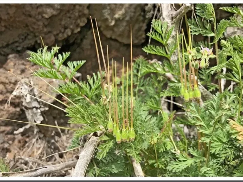 Salzmann's stork's-bill