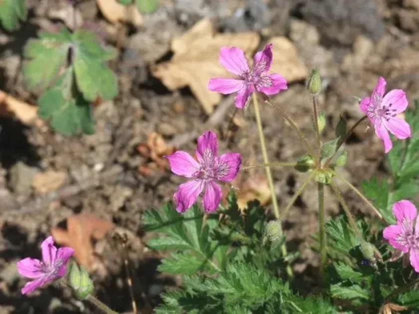 Erodium manescavii