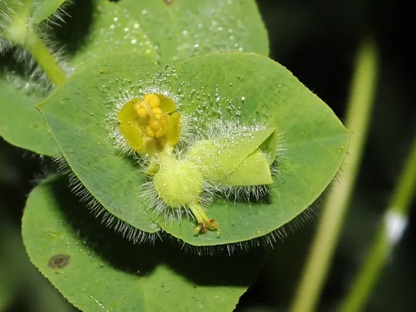 Hairy spurge