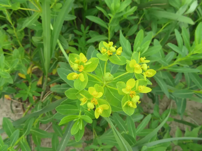 Euphorbia adenochlora