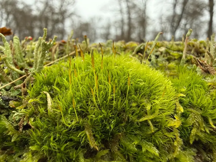 Orthodicranum montanum