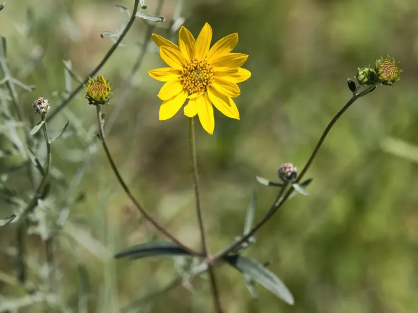 Western sunflower