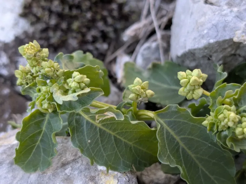 Mercurialis huetii