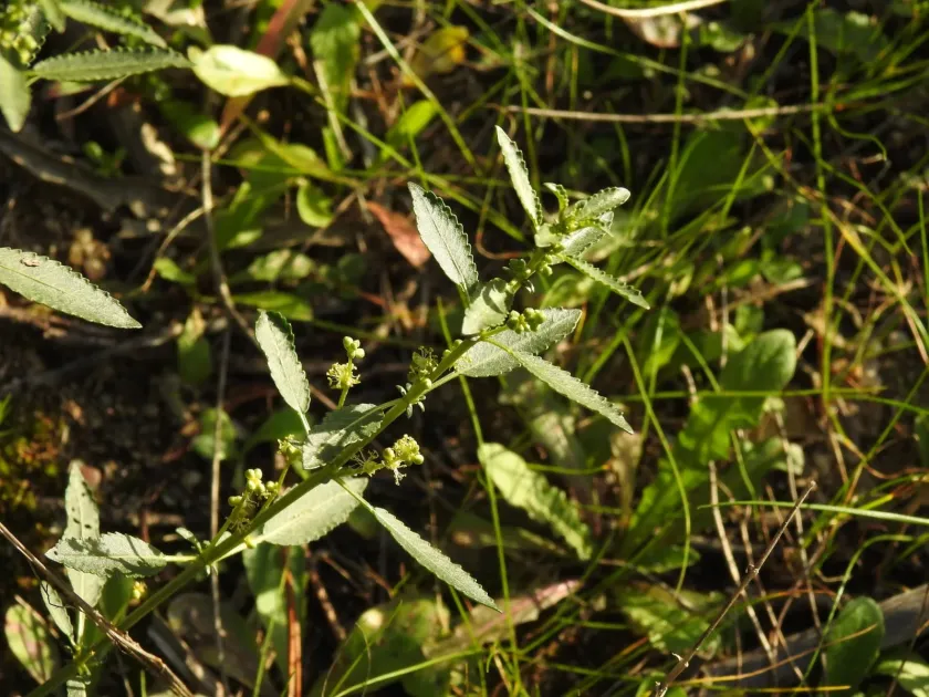 Mercurialis elliptica