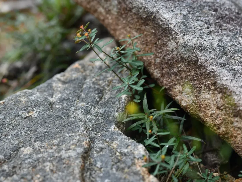Euphorbia gayi