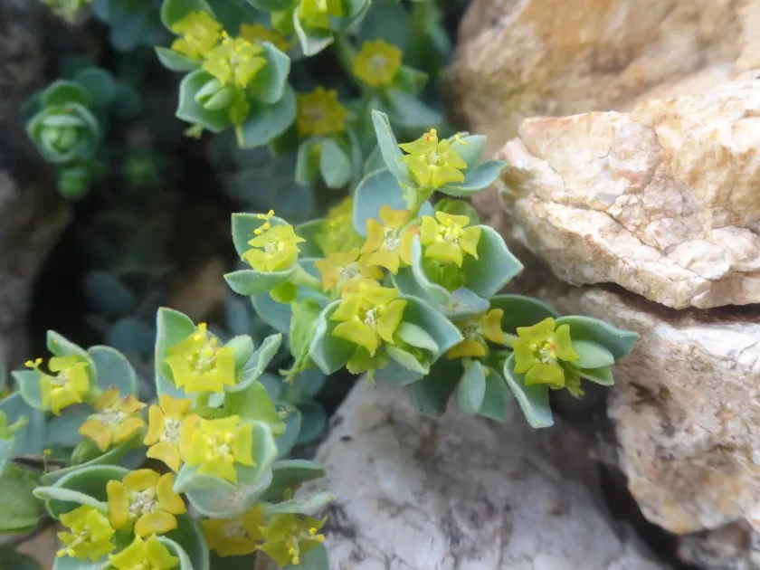 Herniaria-leaved spurge