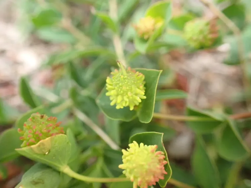 Duval's Spurge