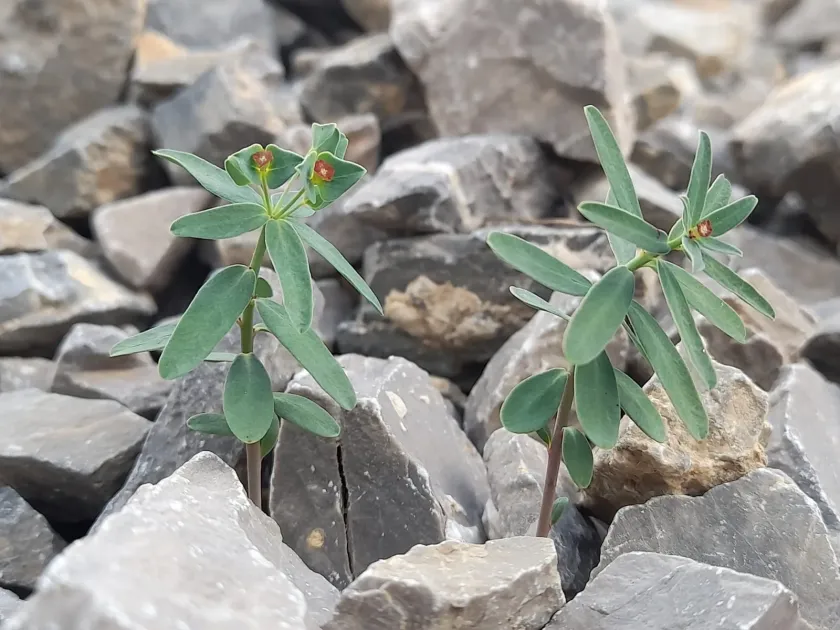 Variable spurge