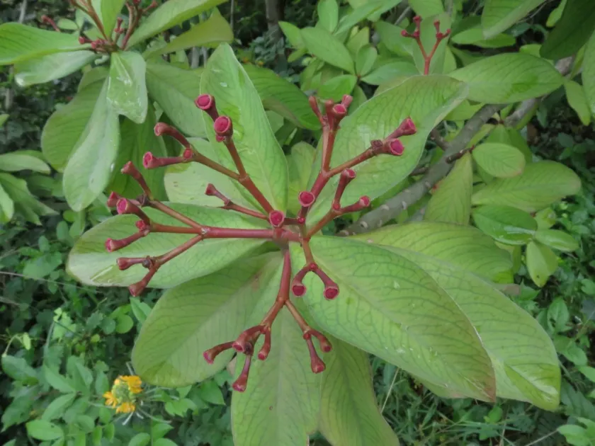 African Milk Bush