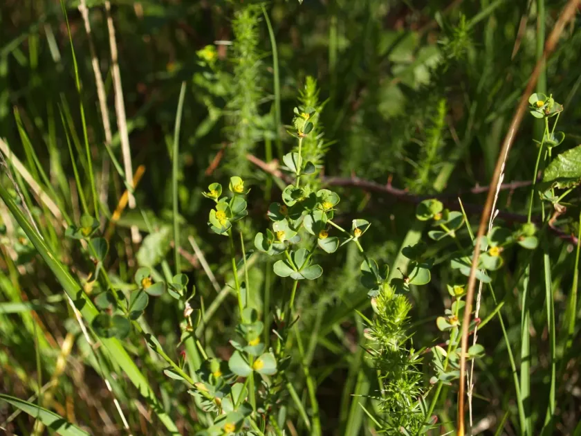 Marsh spurge
