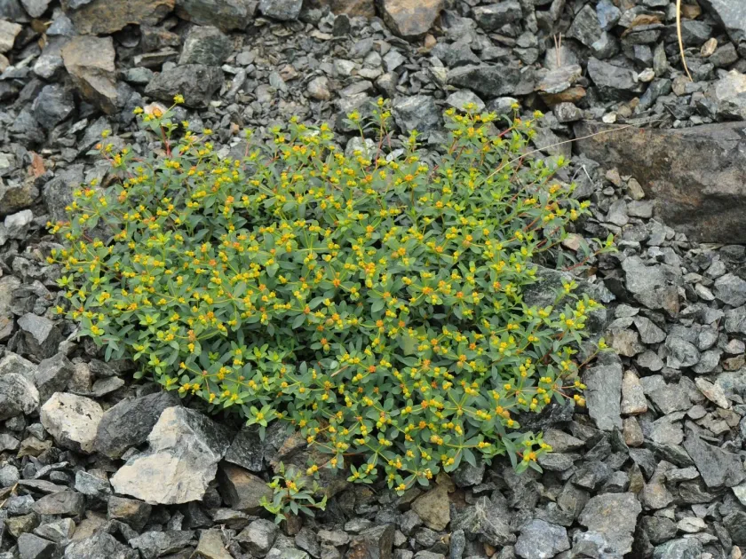 Euphorbia glabriflora